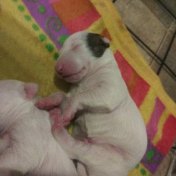 Meet your Posher, Amorlita - Picture 1 of 1